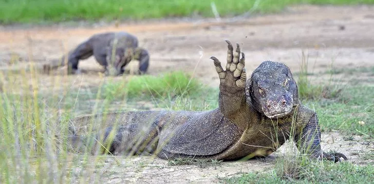 Oh Hey! Komodo Dragon Waves