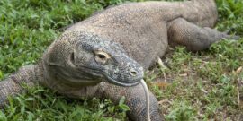 10 Interesting Facts About Komodo Dragons - The Fact Site