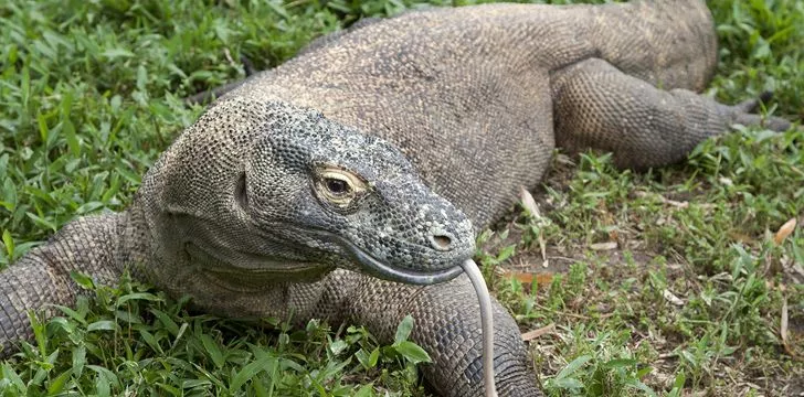  Komodo Dragons Sense of Smell