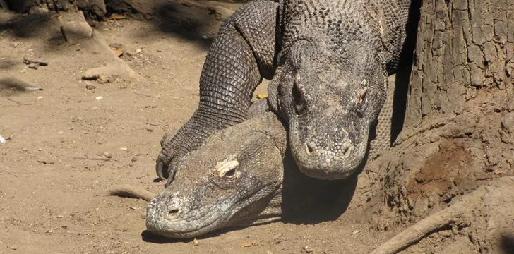 Komodo Dragons Mating
