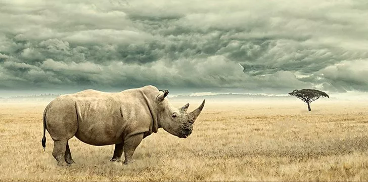 Rhinos are herbivores.