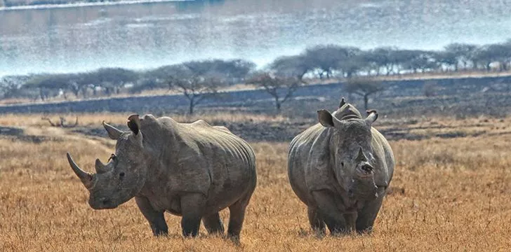 Rhinos come in variety of shapes and sizes.