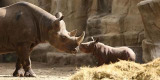 Crazy facts about Rhinos