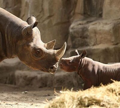 Crazy facts about Rhinos