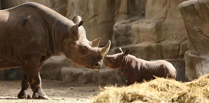 Crazy facts about Rhinos