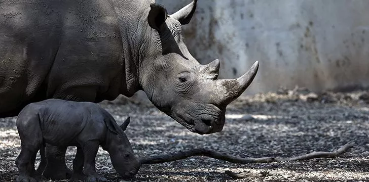 Black rhinos are gray, white rhinos aren’t really white, and Sumatran rhinos are reddish-brown.