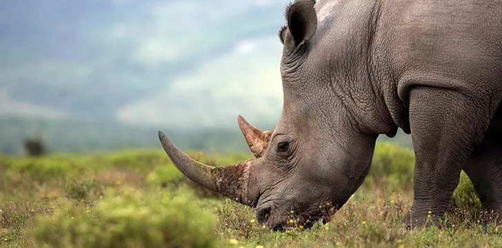 Poachers hunt rhinos for their horns.