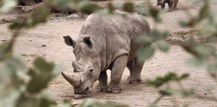 Despite their huge size, rhinos can run or charge very fast.