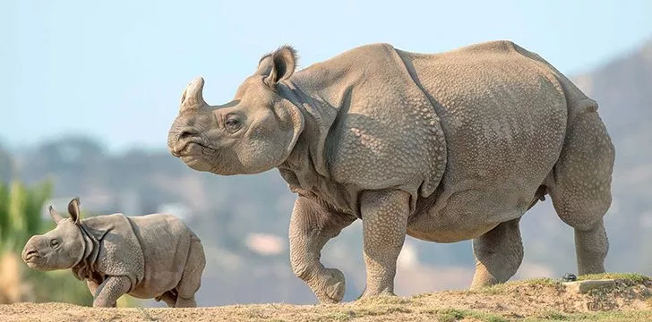 Rhino moms are very protective of their babies.