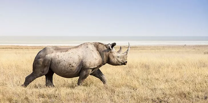 The white rhino is “big headed.”