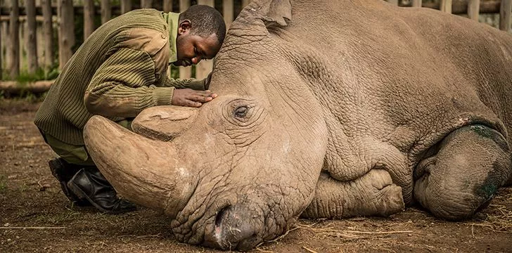 Rhinos may soon become extinct.