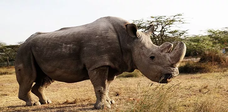 Rhinos and oxpeckers have what scientists call a symbiotic relationship.