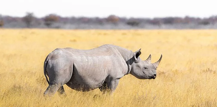 Rhinos can identify one another by their smell.