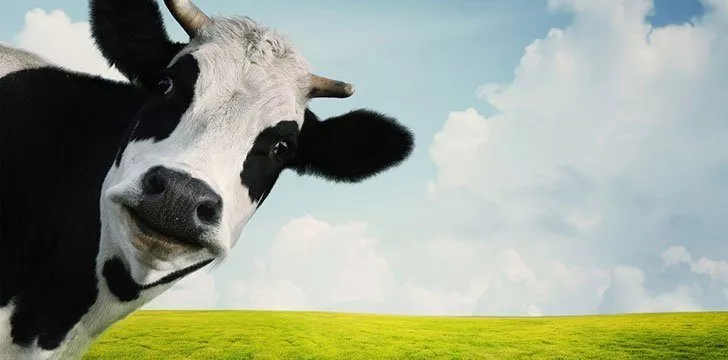 Cow farts are toxic!