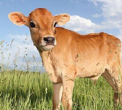 The Surprising Comparison Between Beef and Cars