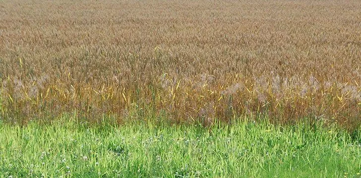 Grain versus Grass