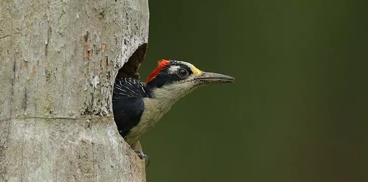 Woodpeckers mark their territory by pecking.