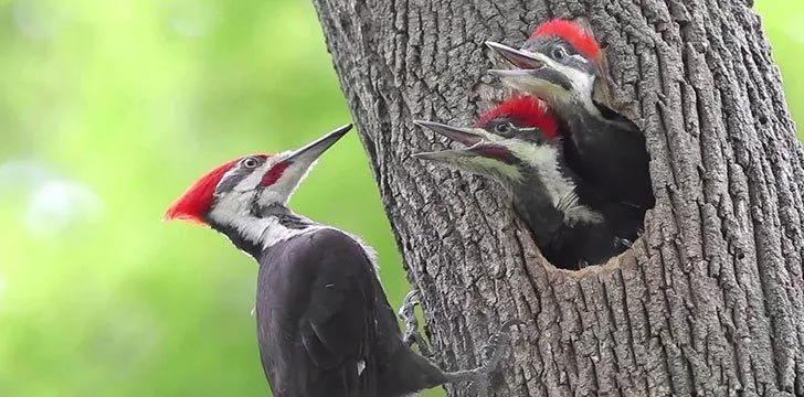 Woodpeckers peck because they can.