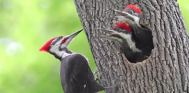 Woodpeckers peck because they can.