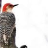 Wild Woodpecker Facts