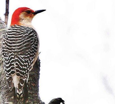 Wild Woodpecker Facts