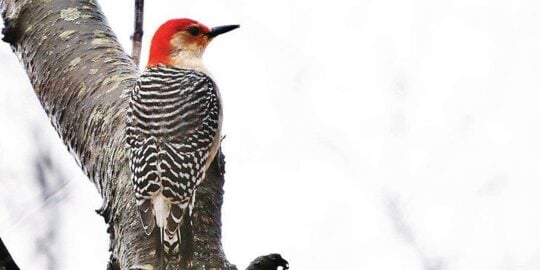 Why Do Woodpeckers Peck Wood?