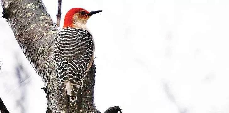 Wild Woodpecker Facts