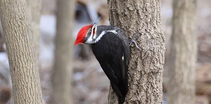 Woodpeckers communicate by pecking.