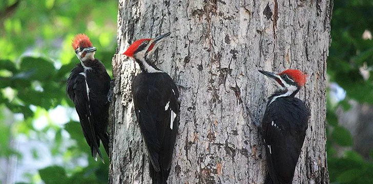 Woodpeckers pecking a tree
