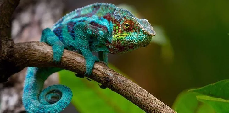 Some lizards can change color.