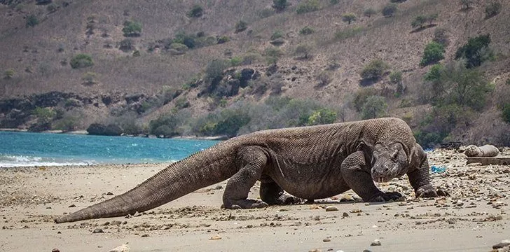 The Komodo dragon is dangerous to humans.