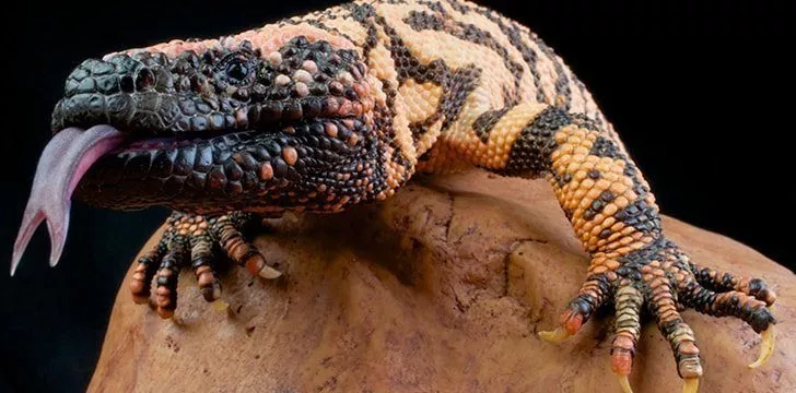 Lizards have several defense mechanisms.