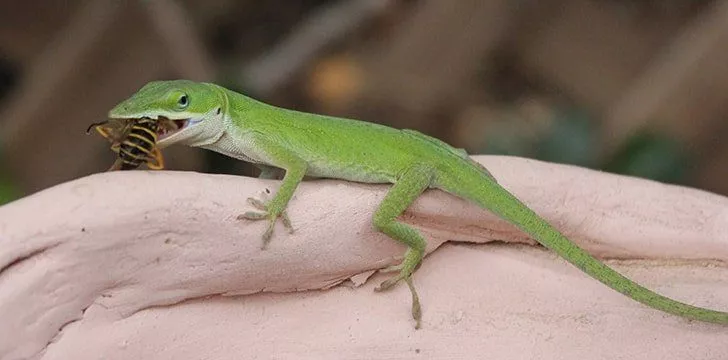 Lizards eat a varied diet.