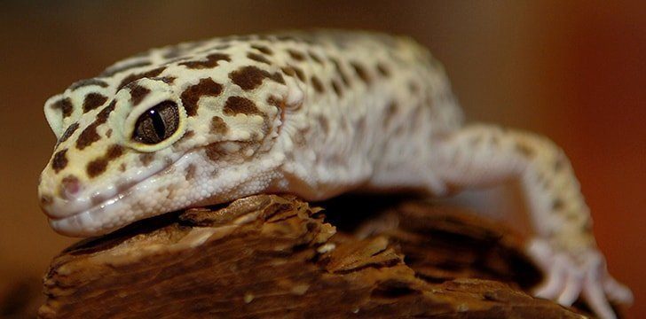 Lizards can move their eyelids.