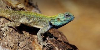 Amazing Facts about Lizards