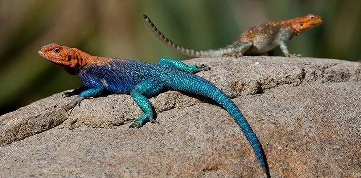 There are more than 6,000 different lizard species. 