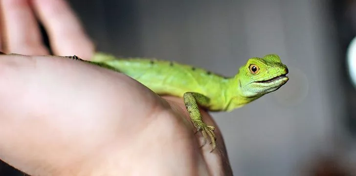 Many lizards are kept as pets.