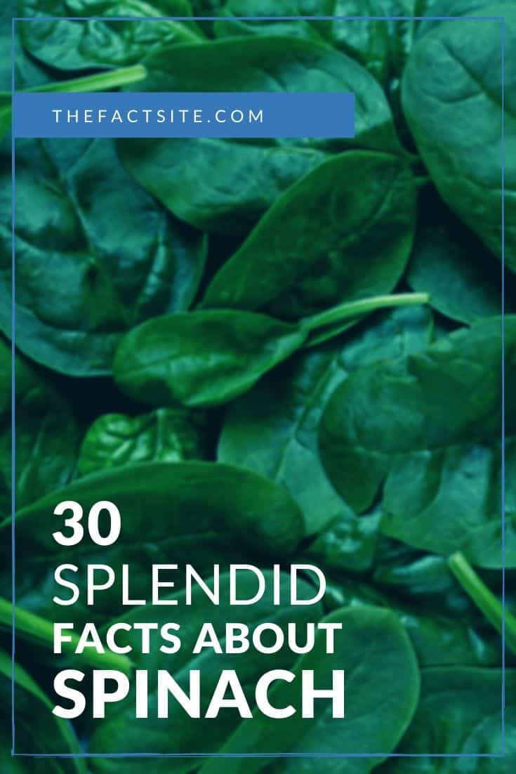 30 Splendid Facts About Spinach The Fact Site