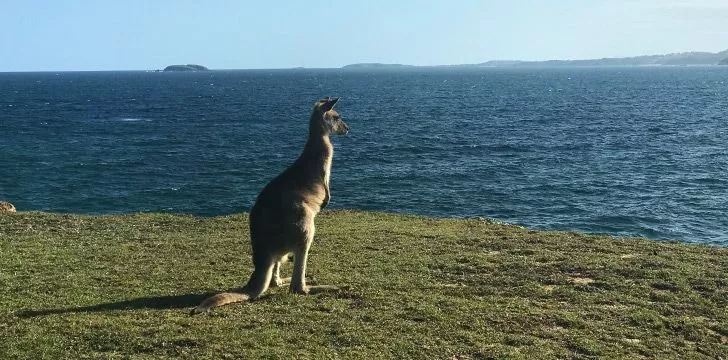 Kangaroo looking out at sea