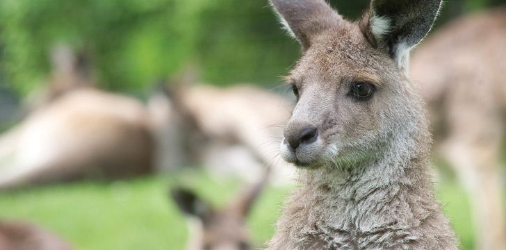 15 Fun Facts About Kangaroos - The Fact Site 15 Fun Facts About Kangaroos - The Fact Site