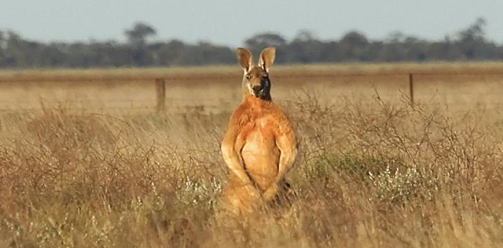 Kangaroos Flex to Impress