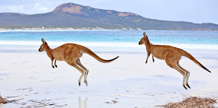 Two Kangaroos Hopping