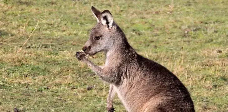 Left Handed Kangaroo