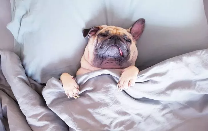 A dog sleeping in bed