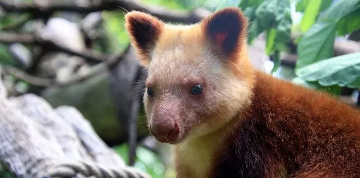 Tree Kangaroo