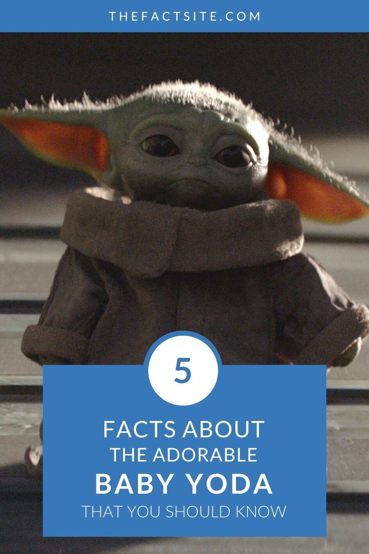 5 Facts About The Adorable Baby Yoda The Fact Site
