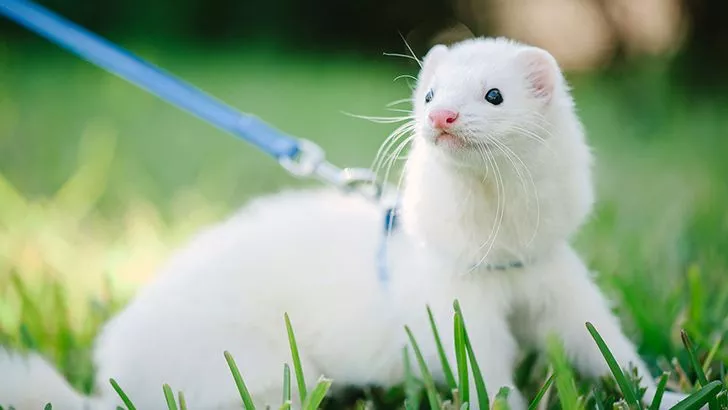 Ferrets, dogs and monkeys were the most popular pets in the Roman Empire.