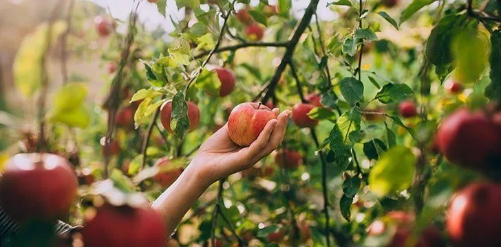 Eve picked a forbidden fruit, but it wasn’t an apple.