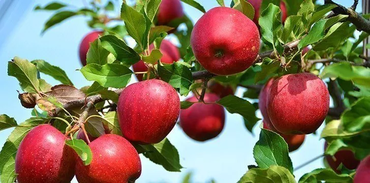 Apples originally came from Kazakhstan.