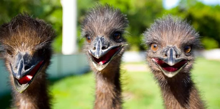 Three emu's laughing at the camera